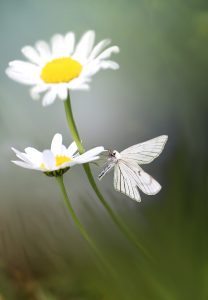 butterfly, night, insect